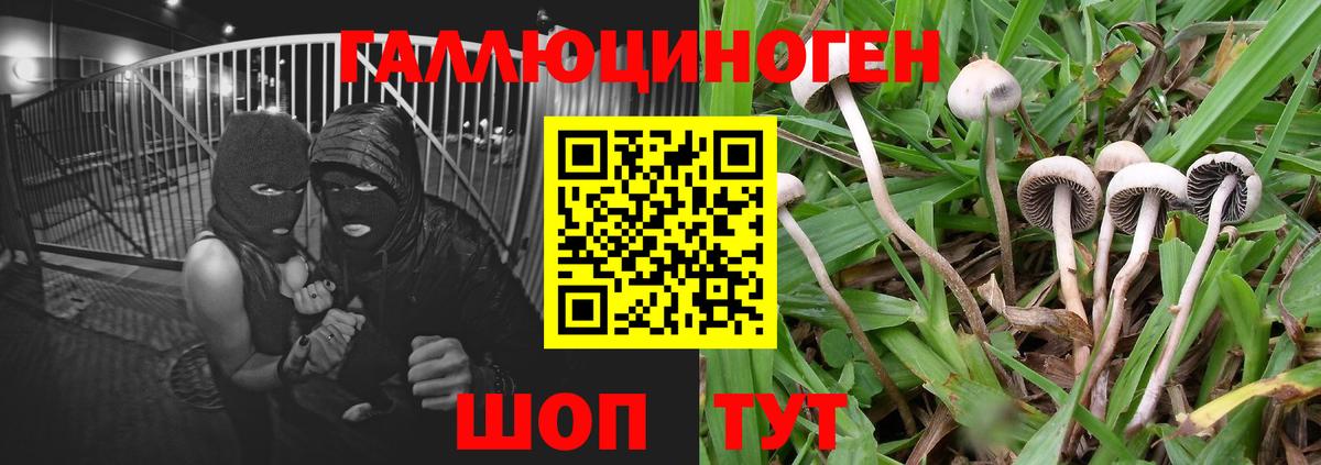 Мытищи  Галлюциногенные грибы прущие грибы  Вход с VPN  Галлюциногенные грибы Psilocybe 